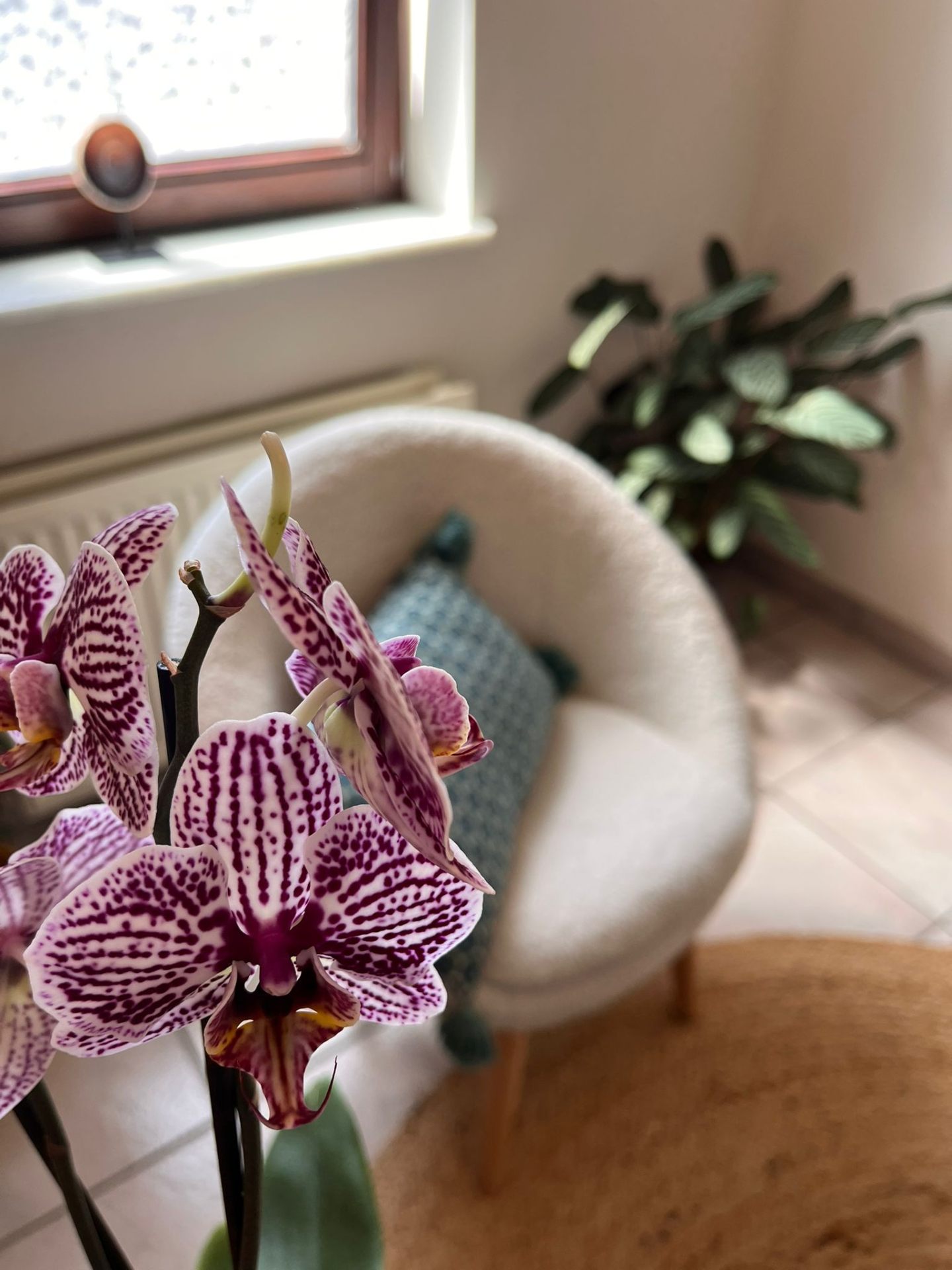 Orchidée et fauteuil baigné de lumière naturelle dans le cabinet